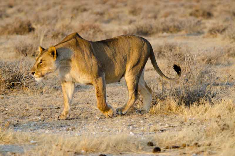 95 - Namibia - leones comiendo - parque nacional de Etosha